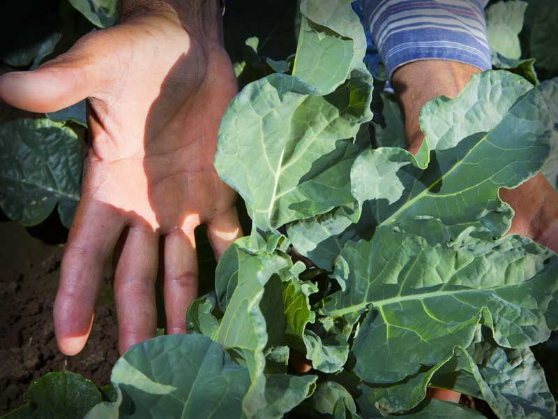 hands holding broccoli