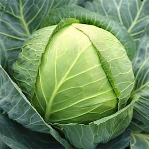 Cabbage