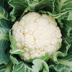 Cauliflower