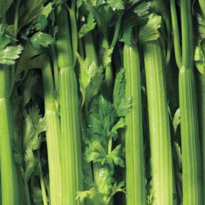 Celery