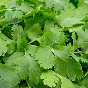 Cilantro