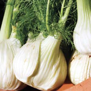 Fennel