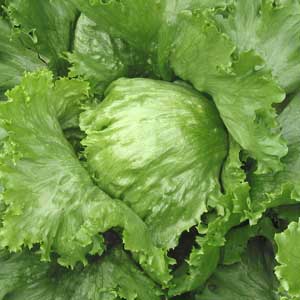 Iceberg Lettuce