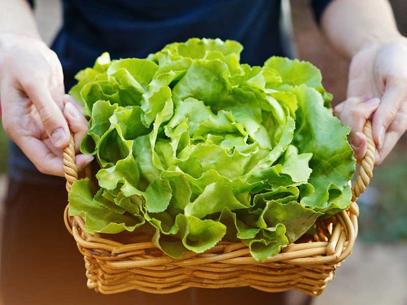 holding lettuce