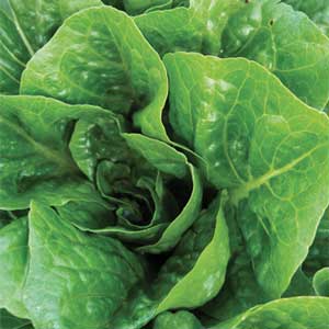 Romaine Lettuce